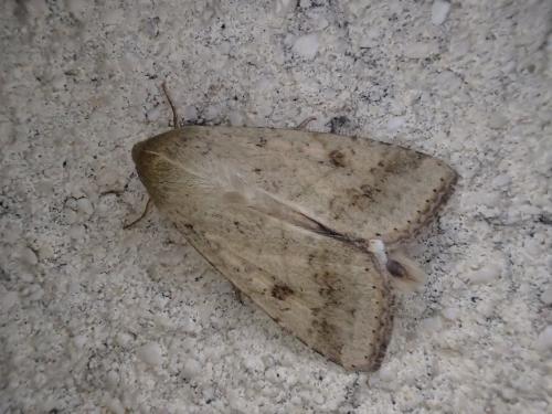 Réf. 329 868 : Helicoverpa armigera